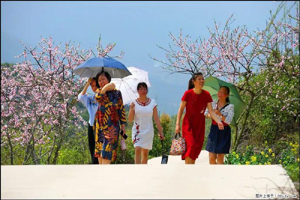 【春天,广西桂林灌阳县向您发出邀请!】望月岭上桃花开 - 游山玩水 - 宝鸡生活社区 - 宝鸡28生活网 baoji.28life.com