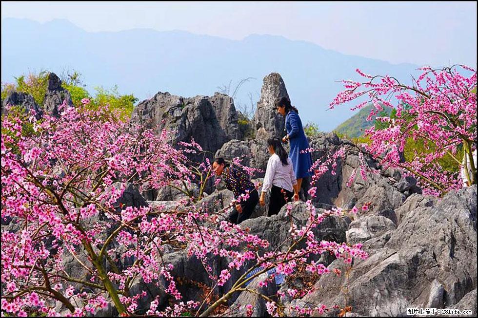 【春天,广西桂林灌阳县向您发出邀请!】望月岭上桃花开 - 游山玩水 - 宝鸡生活社区 - 宝鸡28生活网 baoji.28life.com