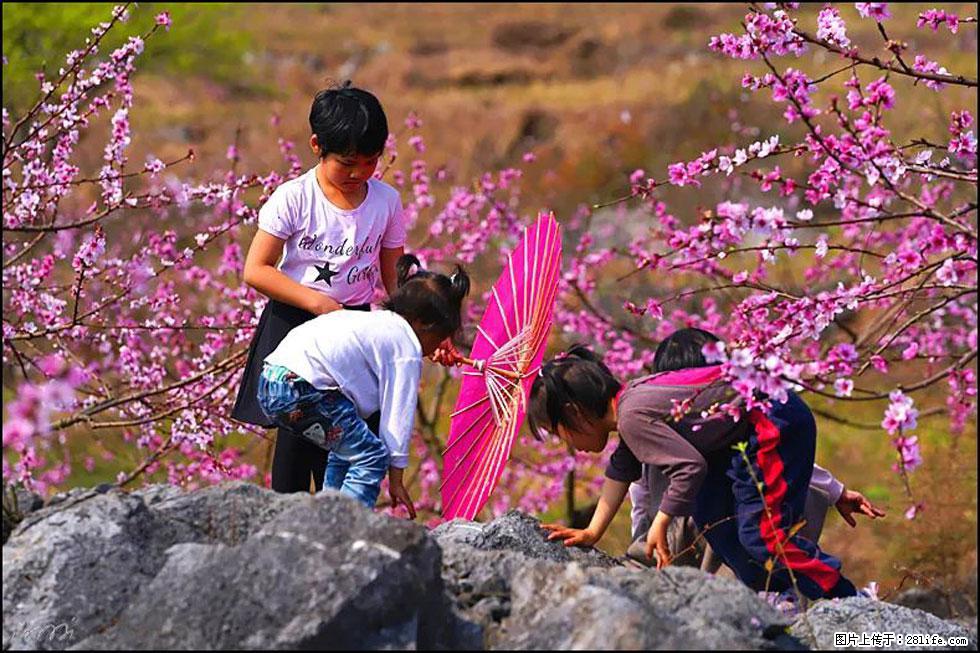 【春天,广西桂林灌阳县向您发出邀请!】望月岭上桃花开 - 游山玩水 - 宝鸡生活社区 - 宝鸡28生活网 baoji.28life.com