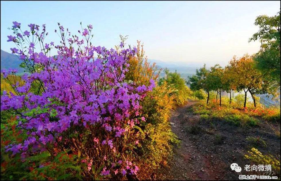 【春天,广西桂林灌阳县向您发出邀请!】登麒麟山,相约映山红 - 游山玩水 - 宝鸡生活社区 - 宝鸡28生活网 baoji.28life.com
