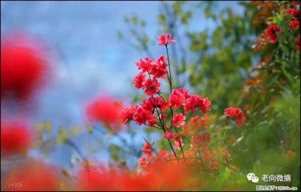 【春天,广西桂林灌阳县向您发出邀请!】登麒麟山,相约映山红 - 游山玩水 - 宝鸡生活社区 - 宝鸡28生活网 baoji.28life.com