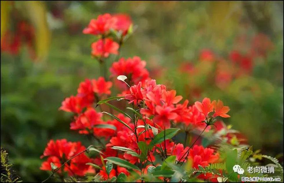 【春天,广西桂林灌阳县向您发出邀请!】登麒麟山,相约映山红 - 游山玩水 - 宝鸡生活社区 - 宝鸡28生活网 baoji.28life.com