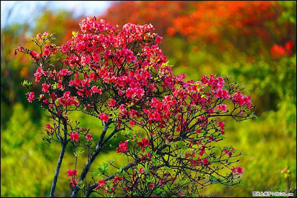 【春天,广西桂林灌阳县向您发出邀请!】春木界上映山红 - 游山玩水 - 宝鸡生活社区 - 宝鸡28生活网 baoji.28life.com