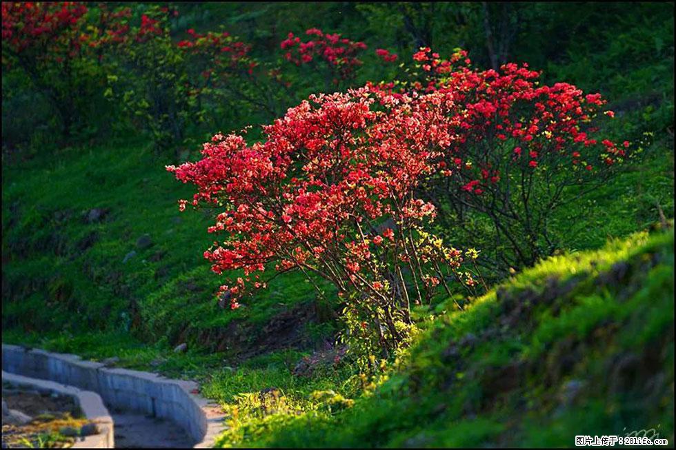 【春天,广西桂林灌阳县向您发出邀请!】春木界上映山红 - 游山玩水 - 宝鸡生活社区 - 宝鸡28生活网 baoji.28life.com