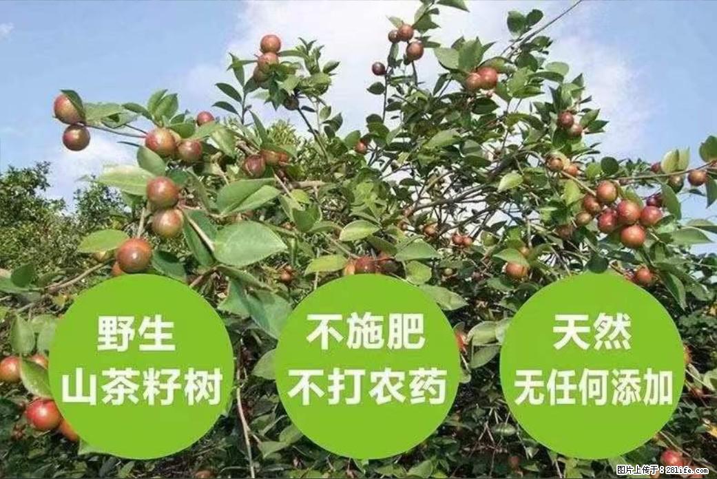 【灌阳县油茶产业示范区】一个有着充实的精神生活的人,对待身外之物自会有一种淡泊的态度 - 美食天地 - 宝鸡生活社区 - 宝鸡28生活网 baoji.28life.com