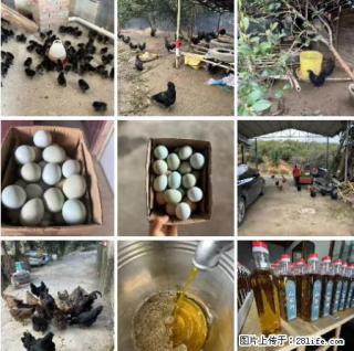 油茶园从小鸡仔开始养起的纯土鸡、土鸡蛋可以预定啦！还有前几天刚榨的纯山茶油哦 - 宝鸡28生活网 baoji.28life.com