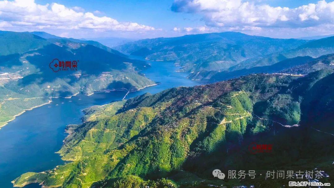 时间果百年古树龙珠普洱生茶 - 购物交流 - 宝鸡生活社区 - 宝鸡28生活网 baoji.28life.com