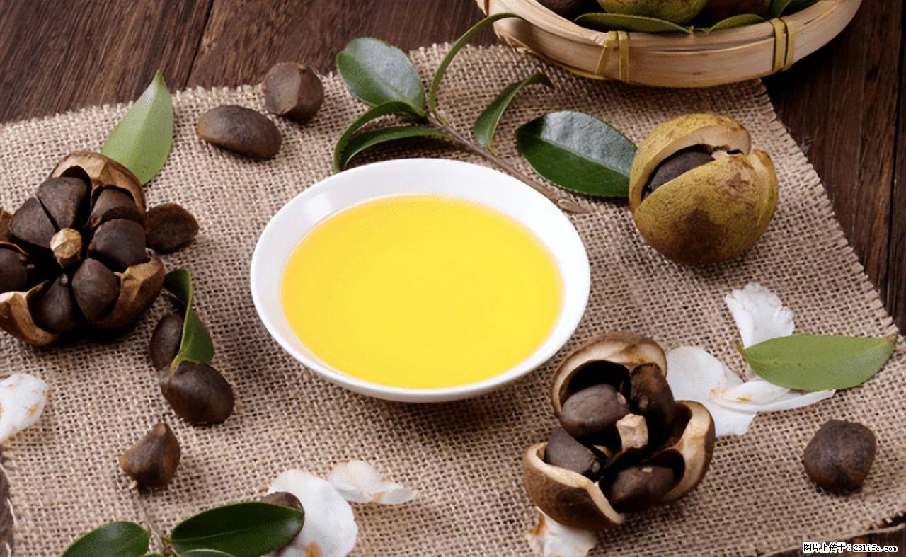 揭秘茶油的5大核心营养成分!被称为人体健康的“守护盾”! - 宝鸡生活资讯 - 宝鸡28生活网 baoji.28life.com