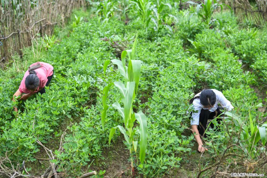 全网追的“扁担女孩”,找了一份暑假工,时薪12元 - 宝鸡生活资讯 - 宝鸡28生活网 baoji.28life.com