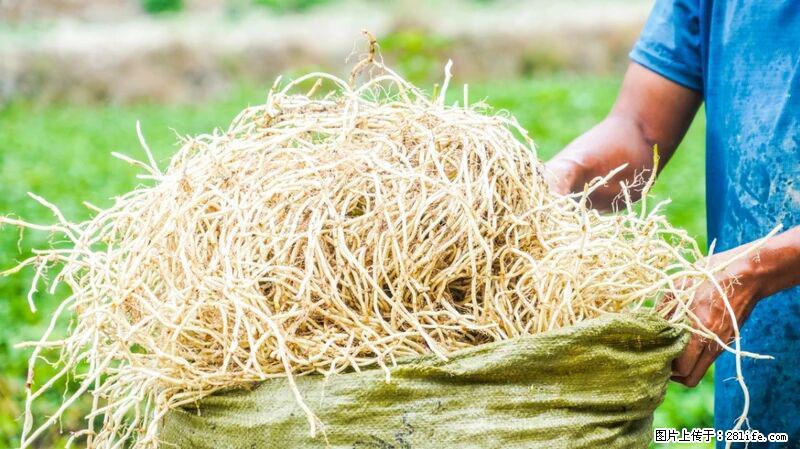 堪称“最难吃”的蔬菜,却是 “抗辐射神器”,还能护肺、清热、止咳化痰! - 宝鸡生活资讯 - 宝鸡28生活网 baoji.28life.com