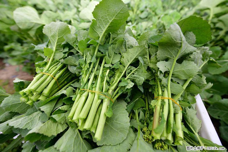 这些蔬菜是“天然钙片”，这6种被医生重点推荐 - 宝鸡生活资讯 - 宝鸡28生活网 baoji.28life.com